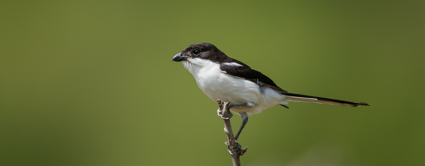 les-passereaux-du-kenya