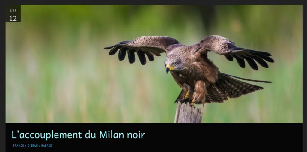 article accouplement du milan noir