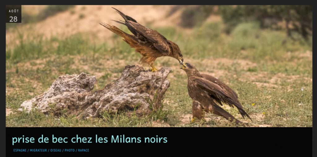 article prise de bec chez les milans noirs