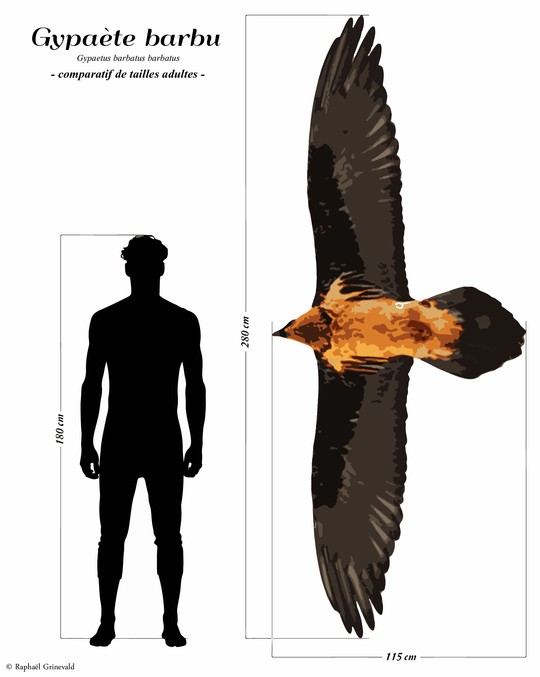 taille du Gypaète barbu