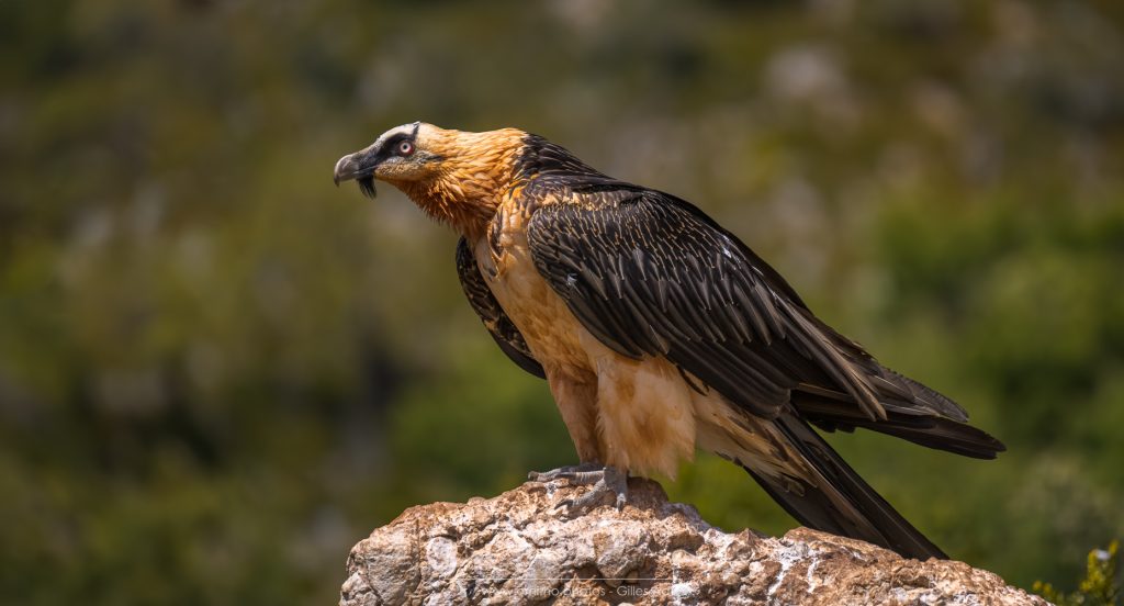 le Gypaète barbu