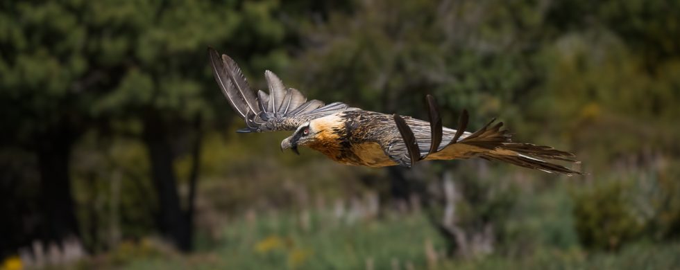 décomposition du vol du Gypaète barbu