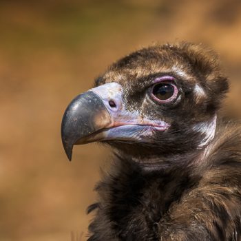 portrait du vautour moine
