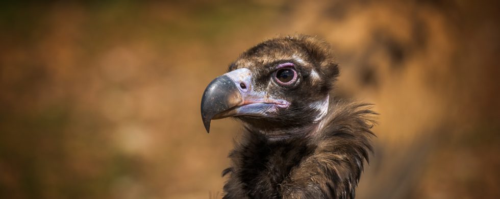 portrait du vautour moine
