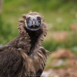 le vautour moine