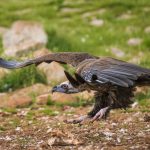 le vautour moine