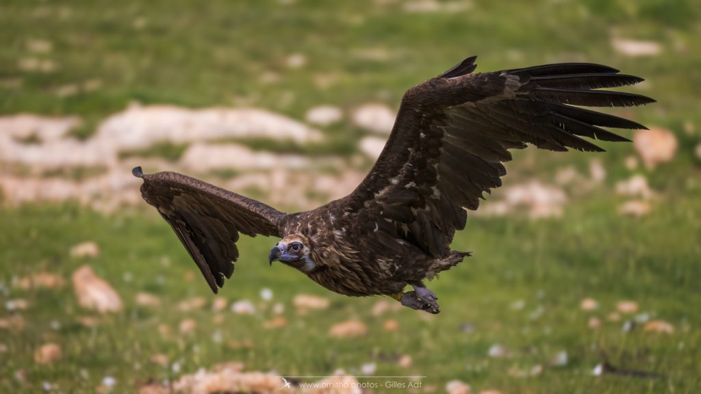 le vautour moine