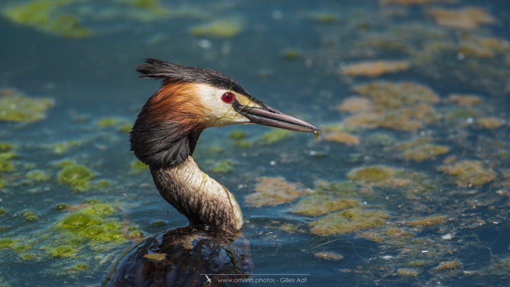 portrait du pêcheur