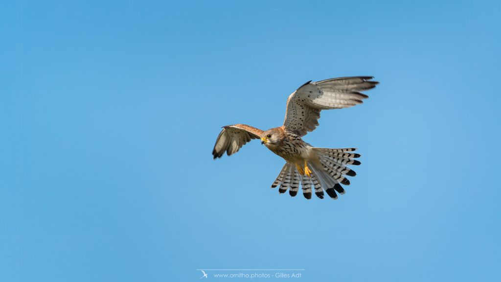 Le Faucon crécerelle en vol stationnaire