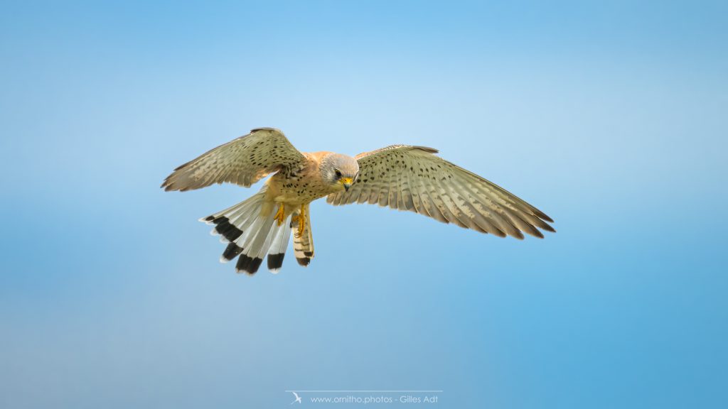Le Faucon crécerelle en vol stationnaire