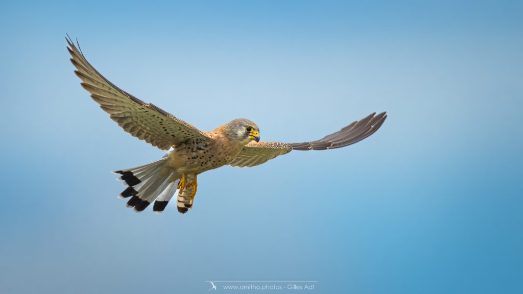 Le Faucon crécerelle en vol stationnaire