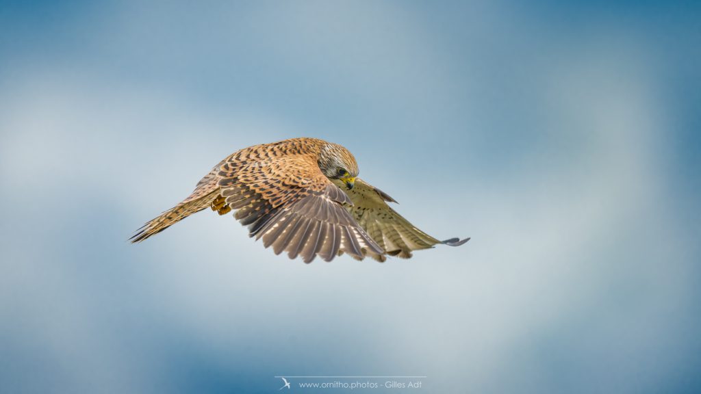 Le Faucon crécerelle en vol stationnaire
