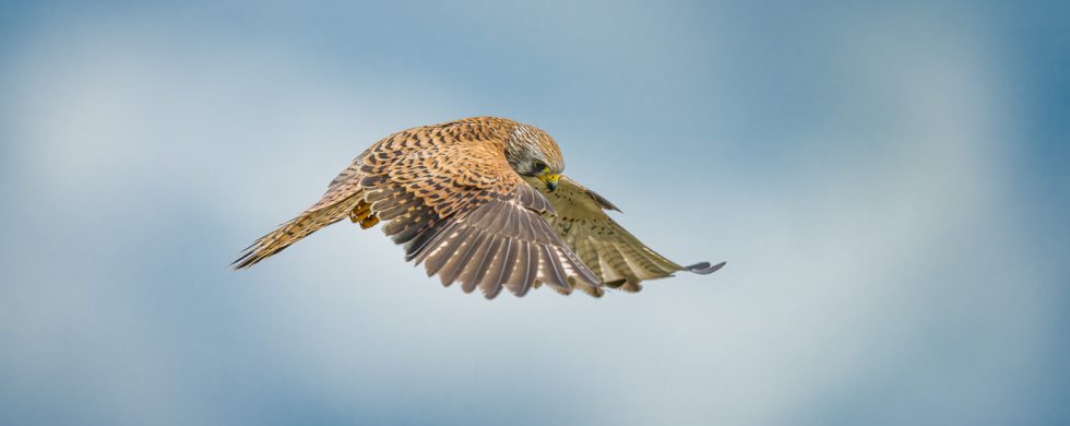 Le Faucon crécerelle en vol stationnaire