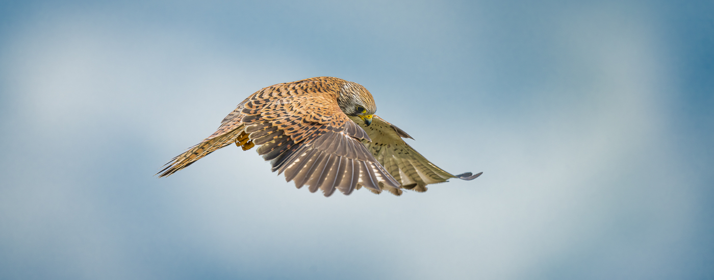 Le Faucon crécerelle en vol stationnaire
