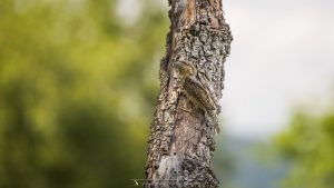 mimétisme du Torcol fourmilier