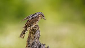 le Torcol fourmilier