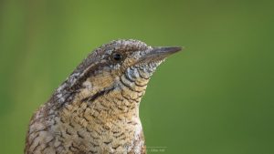 le Torcol fourmilier